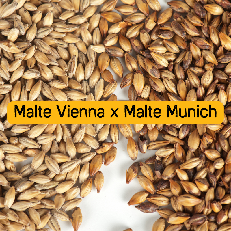 malte vienna x malte munich